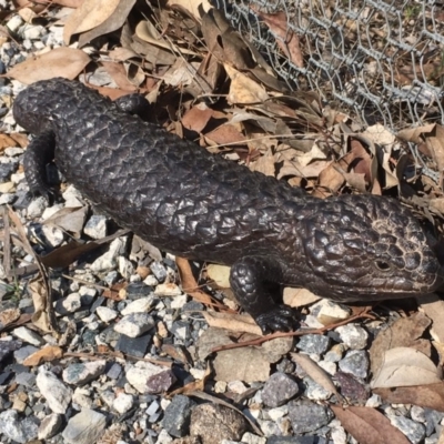 Tiliqua rugosa (Shingleback Lizard) at Mulligans Flat - 11 Sep 2018 by Mothy