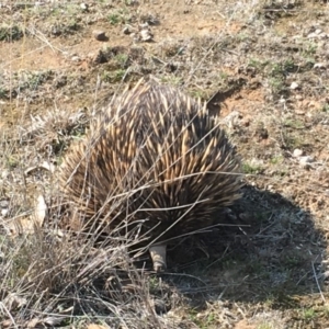 Tachyglossus aculeatus at Gungahlin, ACT - 11 Sep 2018