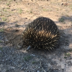 Tachyglossus aculeatus (Short-beaked Echidna) at Gungahlin, ACT - 11 Sep 2018 by Mothy