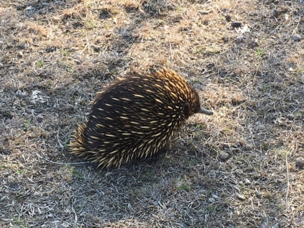 Tachyglossus aculeatus at Forde, ACT - 11 Sep 2018
