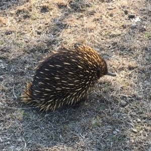 Tachyglossus aculeatus at Forde, ACT - 11 Sep 2018