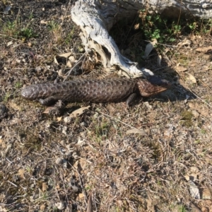 Tiliqua rugosa at Forde, ACT - 11 Sep 2018 02:55 PM