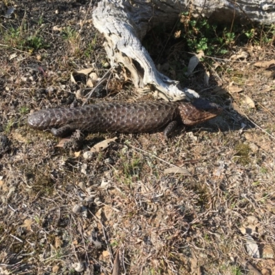 Tiliqua rugosa (Shingleback Lizard) at Mulligans Flat - 11 Sep 2018 by Mothy