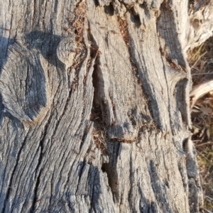 Papyrius nitidus at Symonston, ACT - 11 Sep 2018