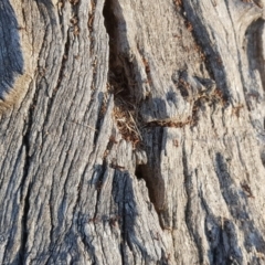 Papyrius nitidus at Symonston, ACT - 11 Sep 2018