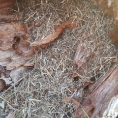 Papyrius nitidus at Symonston, ACT - suppressed