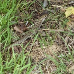 Ctenotus robustus (Robust Striped-skink) at Tidbinbilla Nature Reserve - 13 Nov 2010 by galah681