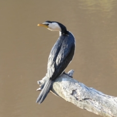 Microcarbo melanoleucos (Little Pied Cormorant) at Mount Majura - 11 Sep 2018 by WalterEgo