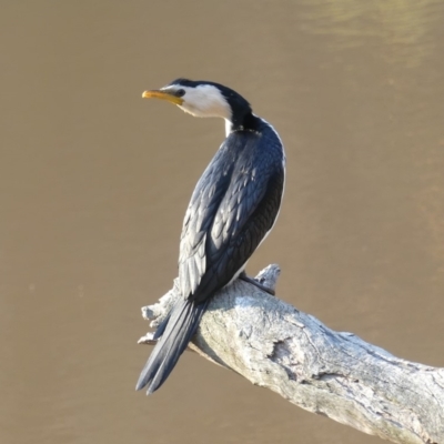 Microcarbo melanoleucos (Little Pied Cormorant) at Mount Majura - 11 Sep 2018 by WalterEgo