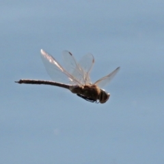 Anax papuensis (Australian Emperor) at Jerrabomberra Wetlands - 11 Sep 2018 by RodDeb