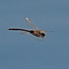 Anax papuensis at Fyshwick, ACT - 11 Sep 2018