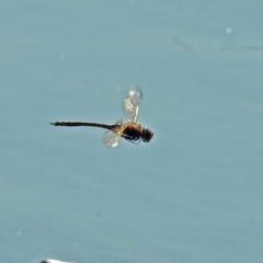 Anax papuensis at Fyshwick, ACT - 11 Sep 2018 03:03 PM