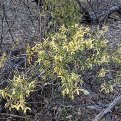 Clematis leptophylla (Small-leaf Clematis, Old Man's Beard) at Hughes, ACT - 11 Sep 2018 by JackyF