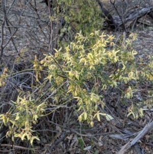 Clematis leptophylla at Hughes, ACT - 11 Sep 2018