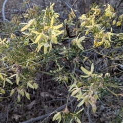 Clematis leptophylla at Hughes, ACT - 11 Sep 2018