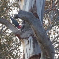 Callocephalon fimbriatum (Gang-gang Cockatoo) at GG38 - 11 Sep 2018 by JackyF