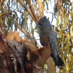 Callocephalon fimbriatum (Gang-gang Cockatoo) at Red Hill to Yarralumla Creek - 11 Sep 2018 by JackyF
