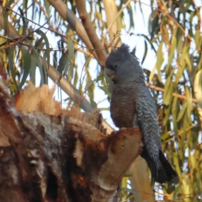 Callocephalon fimbriatum (Gang-gang Cockatoo) at Red Hill to Yarralumla Creek - 11 Sep 2018 by JackyF
