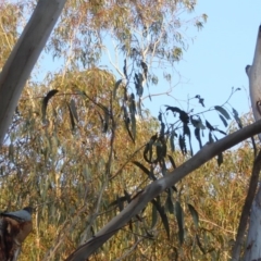 Callocephalon fimbriatum at Hughes, ACT - suppressed