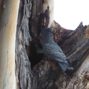 Callocephalon fimbriatum at Hughes, ACT - suppressed