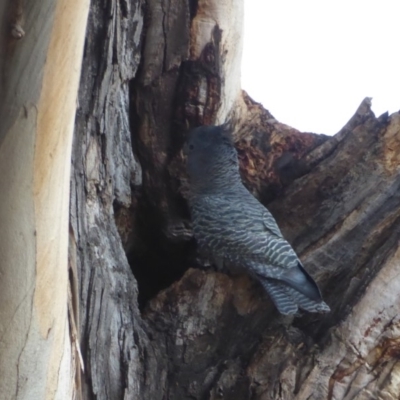 Callocephalon fimbriatum (Gang-gang Cockatoo) at Red Hill to Yarralumla Creek - 11 Sep 2018 by JackyF