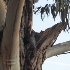 Callocephalon fimbriatum at Hughes, ACT - 11 Sep 2018