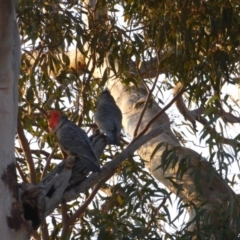 Callocephalon fimbriatum (Gang-gang Cockatoo) at Red Hill to Yarralumla Creek - 11 Sep 2018 by JackyF