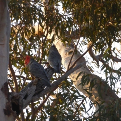 Callocephalon fimbriatum (Gang-gang Cockatoo) at Red Hill Nature Reserve - 11 Sep 2018 by JackyF