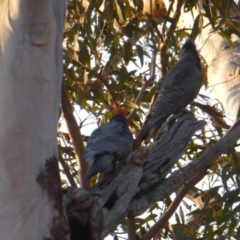 Callocephalon fimbriatum at Hughes, ACT - suppressed