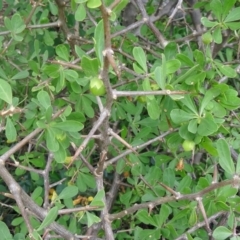 Lycium ferocissimum (African Boxthorn) at National Arboretum Woodland - 25 Feb 2015 by galah681