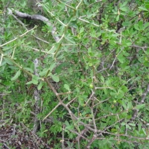 Lycium ferocissimum at Molonglo Valley, ACT - 26 Feb 2015