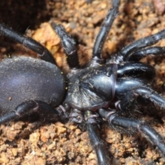 Stanwellia sp. (genus) (Trapdoor Spider) at Crace, ACT - 9 Sep 2018 by Harrisi