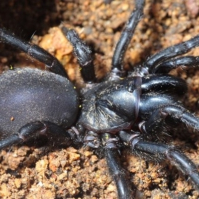 Atrax yorkmainorum (Funnel-web spider) at Crace, ACT - 9 Sep 2018 by Harrisi