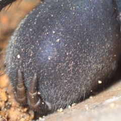 Stanwellia sp. (genus) at Crace, ACT - 9 Sep 2018 11:39 AM