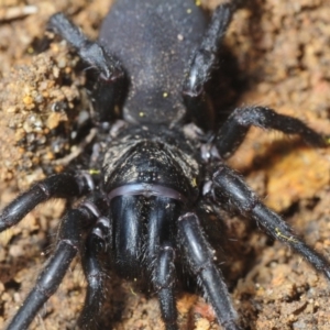 Stanwellia sp. (genus) at Crace, ACT - 9 Sep 2018 11:39 AM