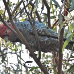 Callocephalon fimbriatum (Gang-gang Cockatoo) at Cook, ACT - 10 Sep 2018 by JohnBundock