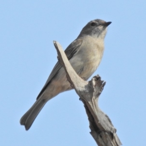 Pachycephala pectoralis at Cook, ACT - 11 Sep 2018 09:38 AM