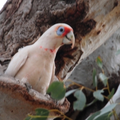 Cacatua tenuirostris (Long-billed Corella) at Hawker, ACT - 4 Sep 2018 by Harrisi