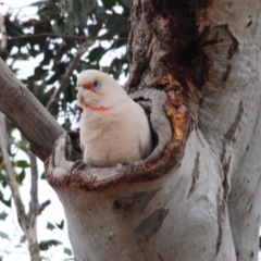 Cacatua tenuirostris at Hawker, ACT - 4 Sep 2018 10:12 AM