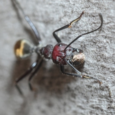 Camponotus suffusus (Golden-tailed sugar ant) at Gungaderra Grasslands - 9 Sep 2018 by Harrisi
