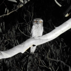 Podargus strigoides (Tawny Frogmouth) at Forde, ACT - 11 Sep 2018 by CorinPennock