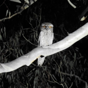 Podargus strigoides at Forde, ACT - 11 Sep 2018