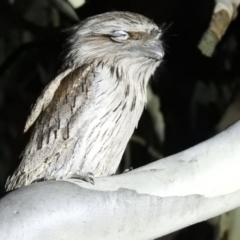 Podargus strigoides at Forde, ACT - 11 Sep 2018