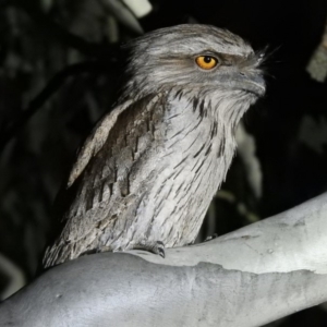 Podargus strigoides at Forde, ACT - 11 Sep 2018