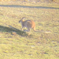 Notamacropus rufogriseus (Red-necked Wallaby) at QPRC LGA - 11 Sep 2018 by LSP