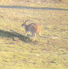 Notamacropus rufogriseus (Red-necked Wallaby) at Wamboin, NSW - 12 Sep 2018 by LSP