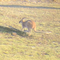 Notamacropus rufogriseus (Red-necked Wallaby) at Wamboin, NSW - 11 Sep 2018 by LSP