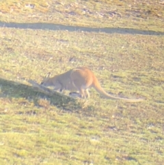 Notamacropus rufogriseus at Wamboin, NSW - 12 Sep 2018 07:31 AM