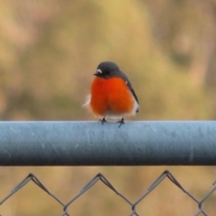 Petroica phoenicea (Flame Robin) at Namadgi National Park - 11 Sep 2018 by RobParnell