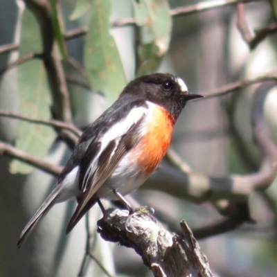 Petroica boodang (Scarlet Robin) at Tharwa, ACT - 11 Sep 2018 by RobParnell